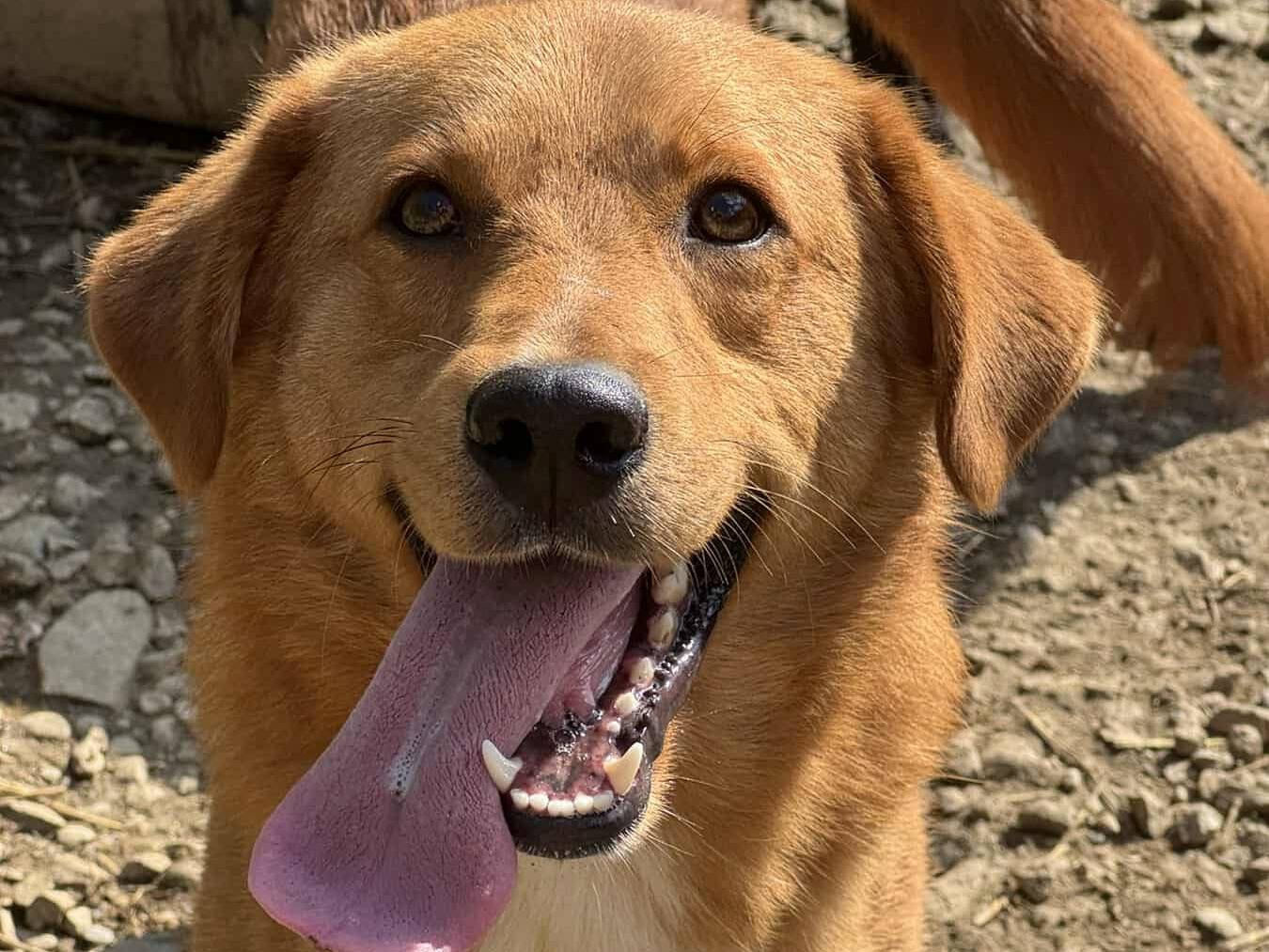 Adozione cane, maschio, Razza sconosciuta Razza sconosciuta, 1 anno e 4 mesi, taglia media, Firenze