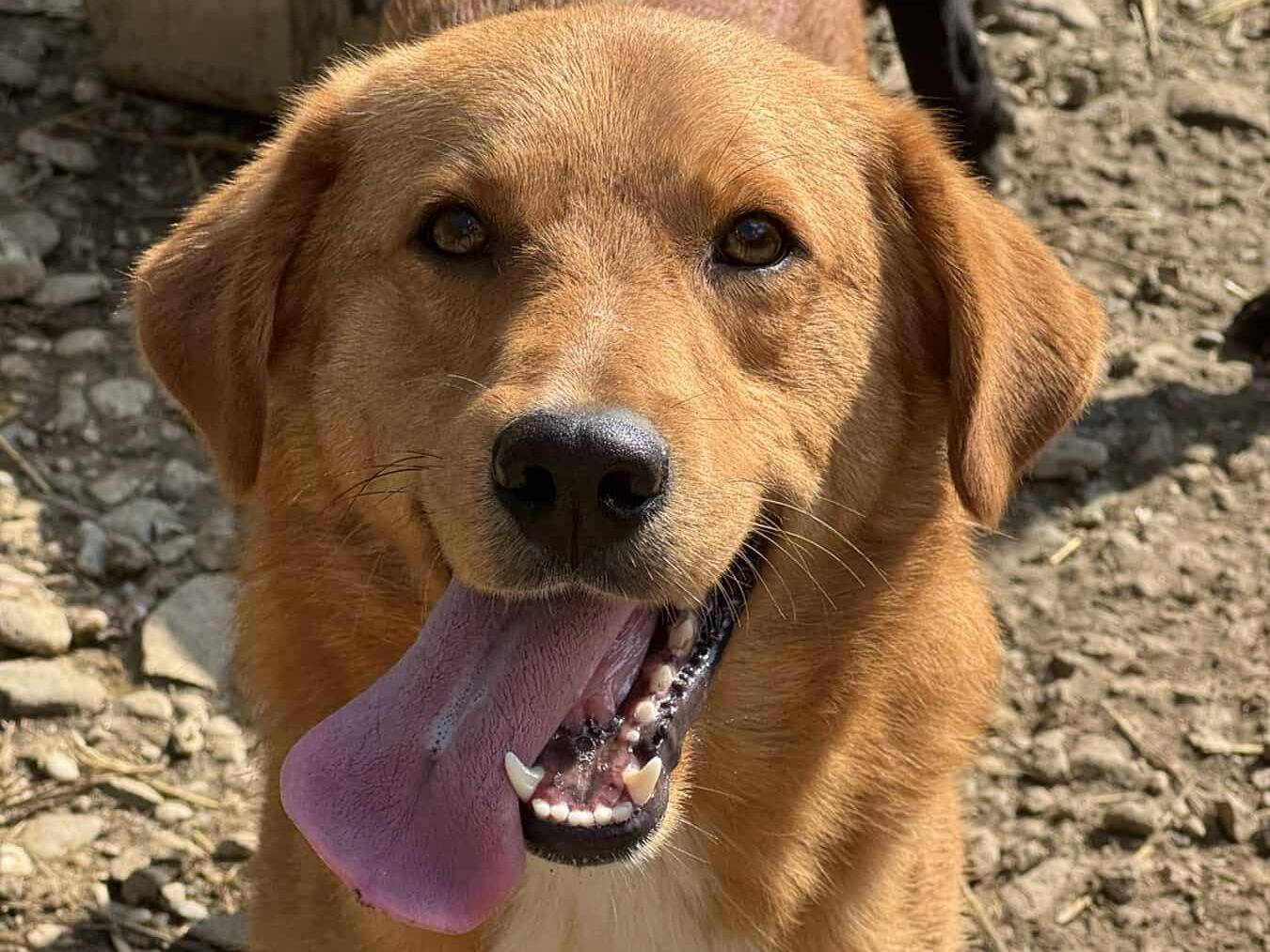 Adotta un cane, maschio, 1 anno e 4 mesi, Firenze