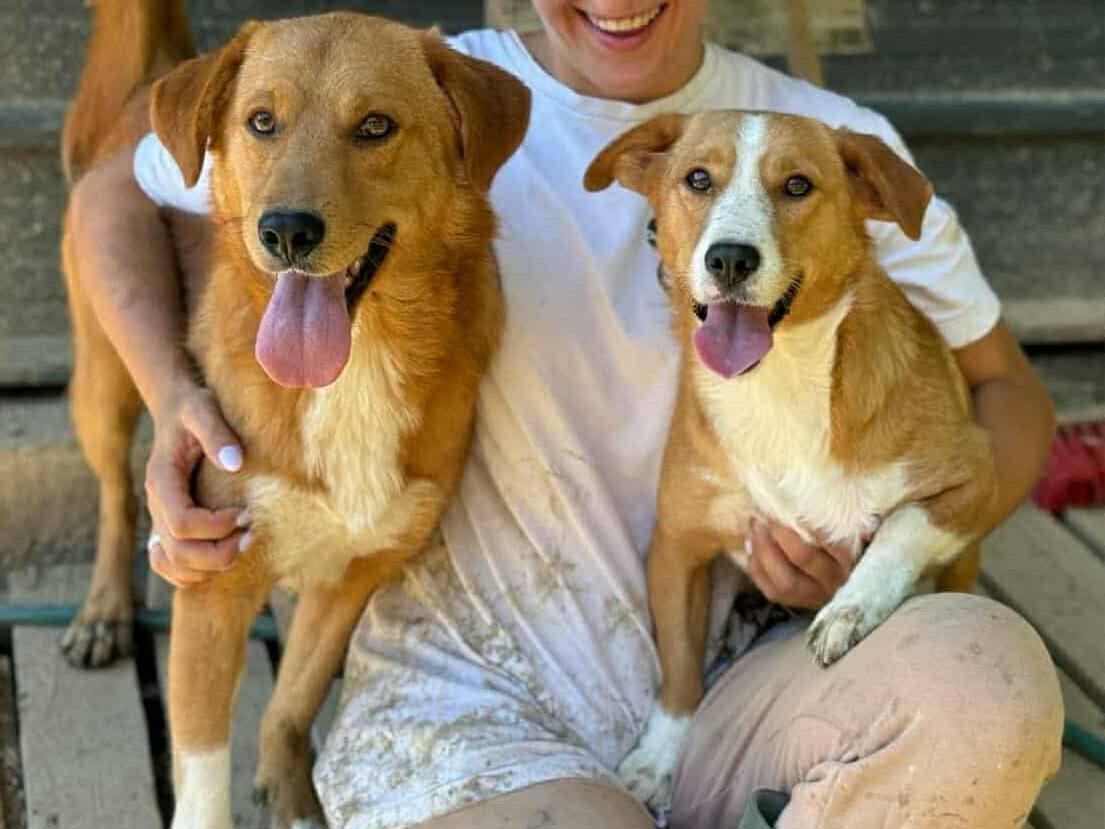 Adotta un cane, taglia media, maschio, Firenze