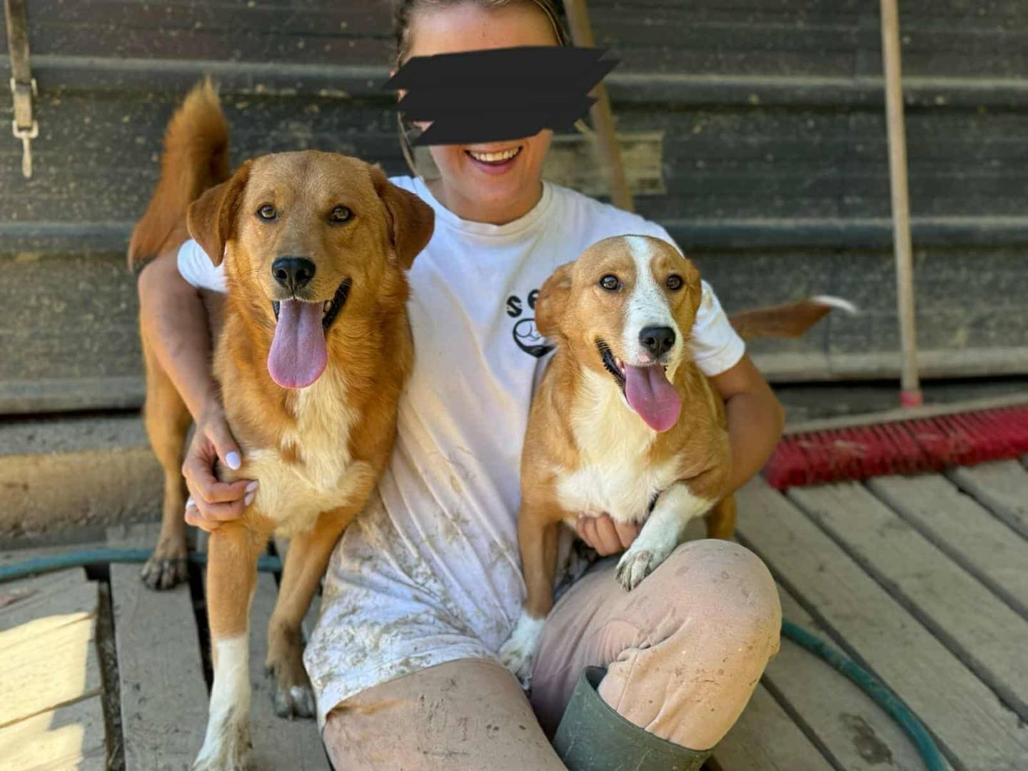 Vuoi adottare un cane a Firenze?