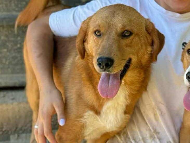 Adotta il cane LENNY a Firenze