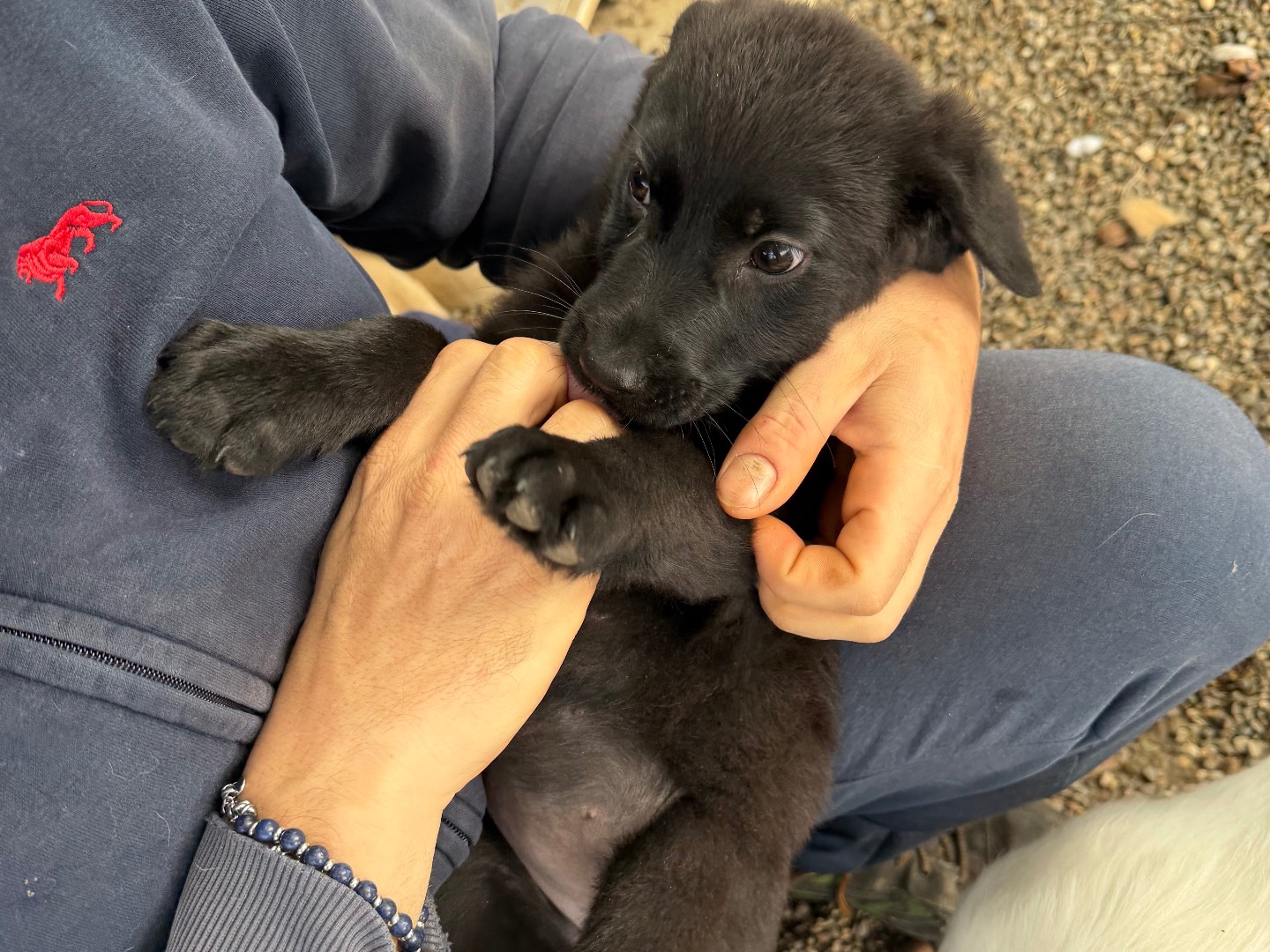 Adozione cane, femmina, Razza sconosciuta Razza sconosciuta, 3 mesi, taglia media, Matera