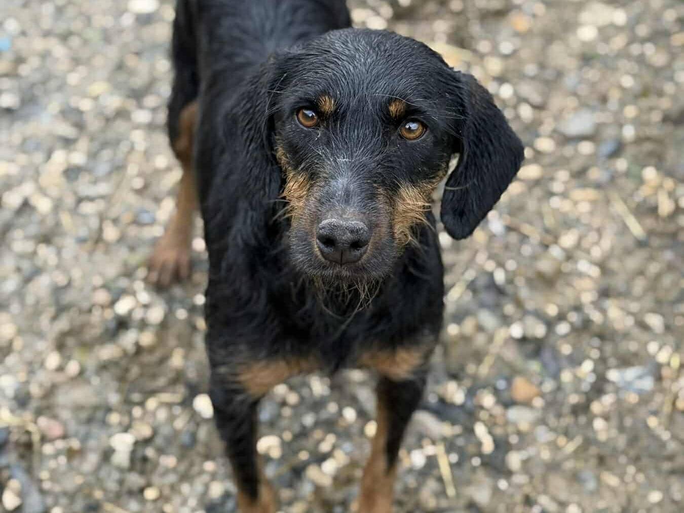 Adotta un cane, femmina, 2 anni, Firenze