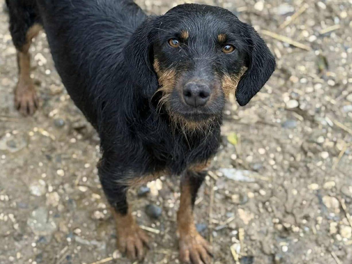Adotta un cane, taglia media contenuta, femmina, Firenze