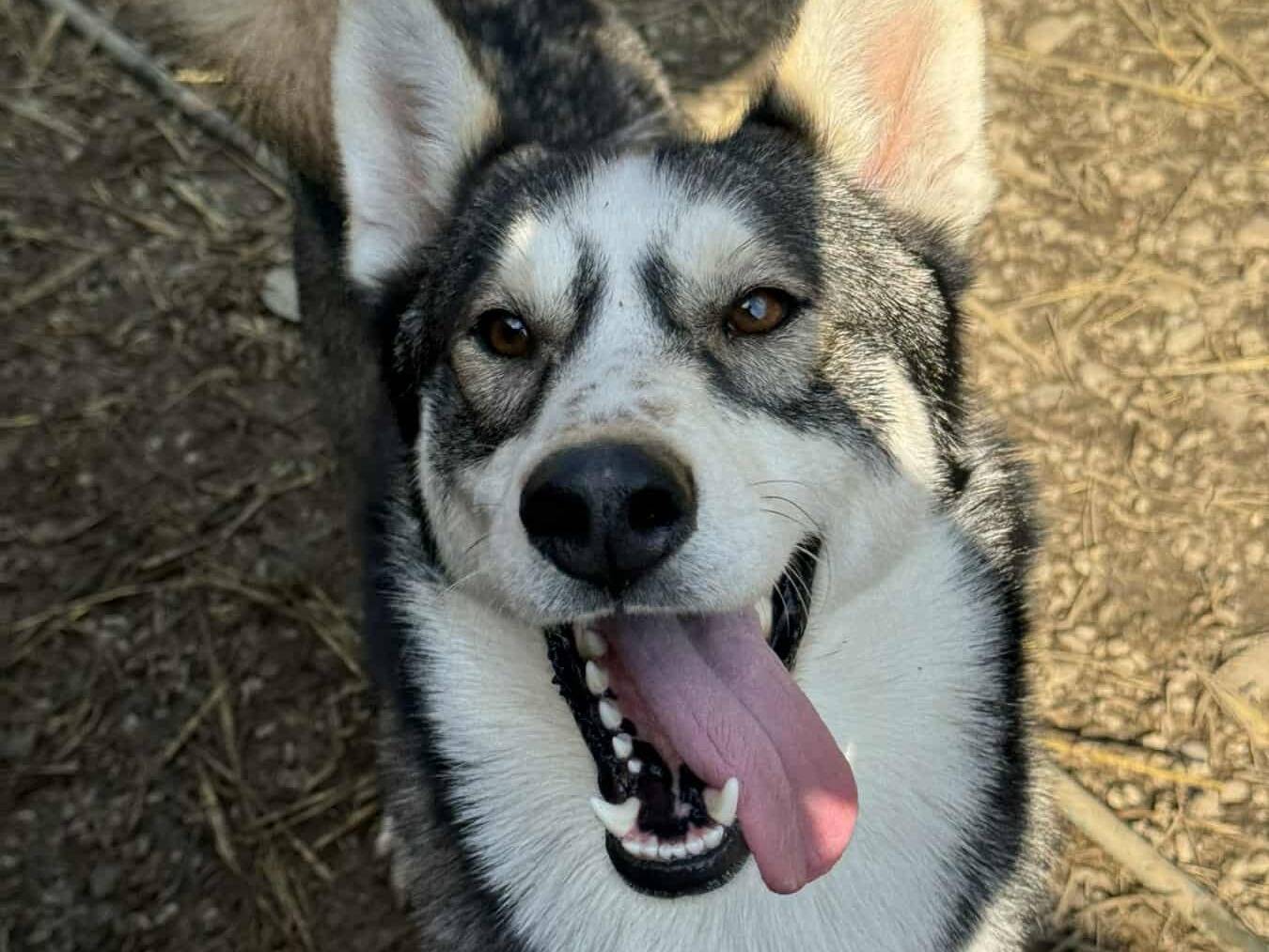 Adozione cane, maschio, Siberian Husky Razza sconosciuta, 11 mesi, taglia grande, Firenze