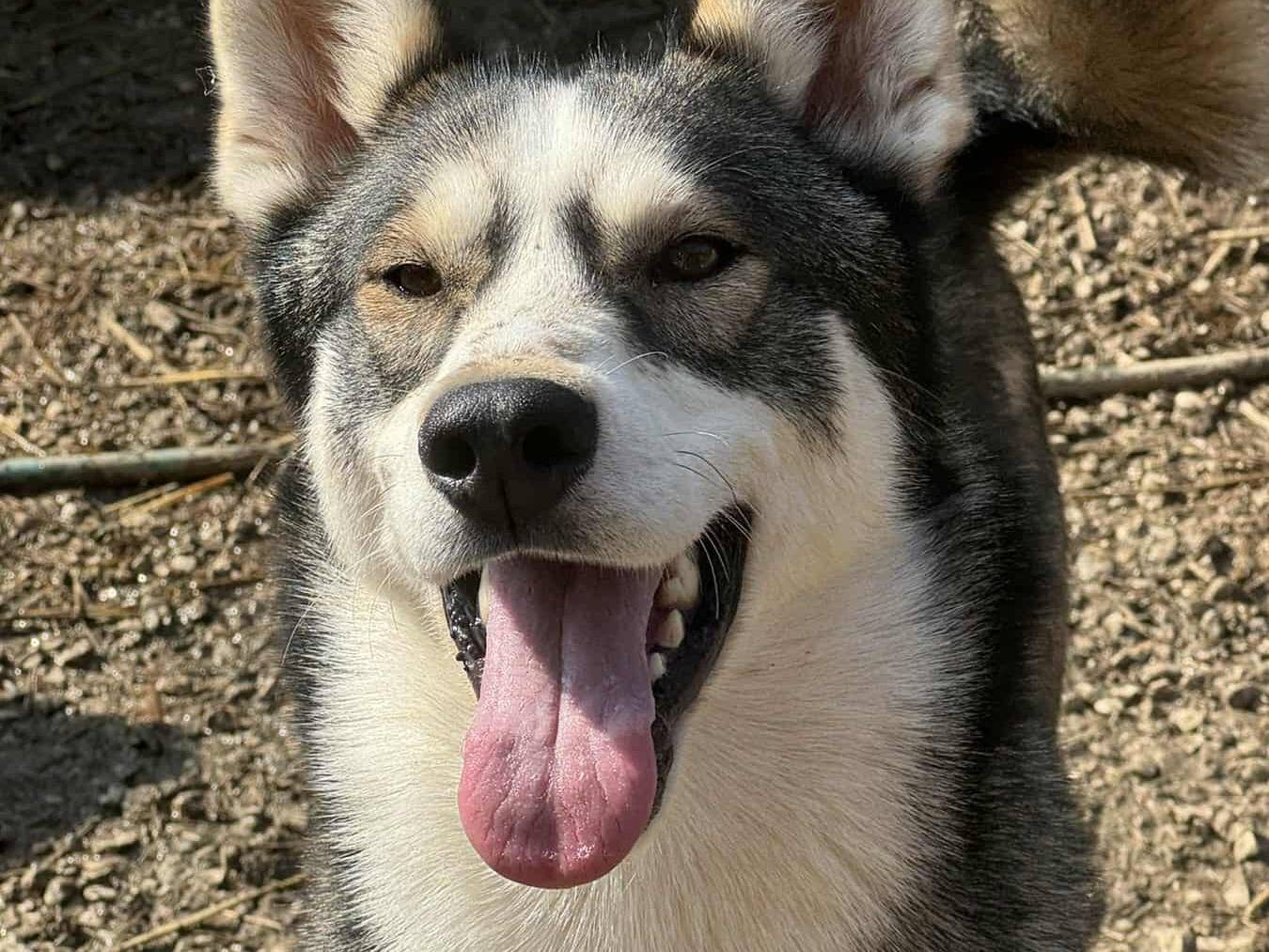 Adotta un cane, maschio, 11 mesi, Firenze
