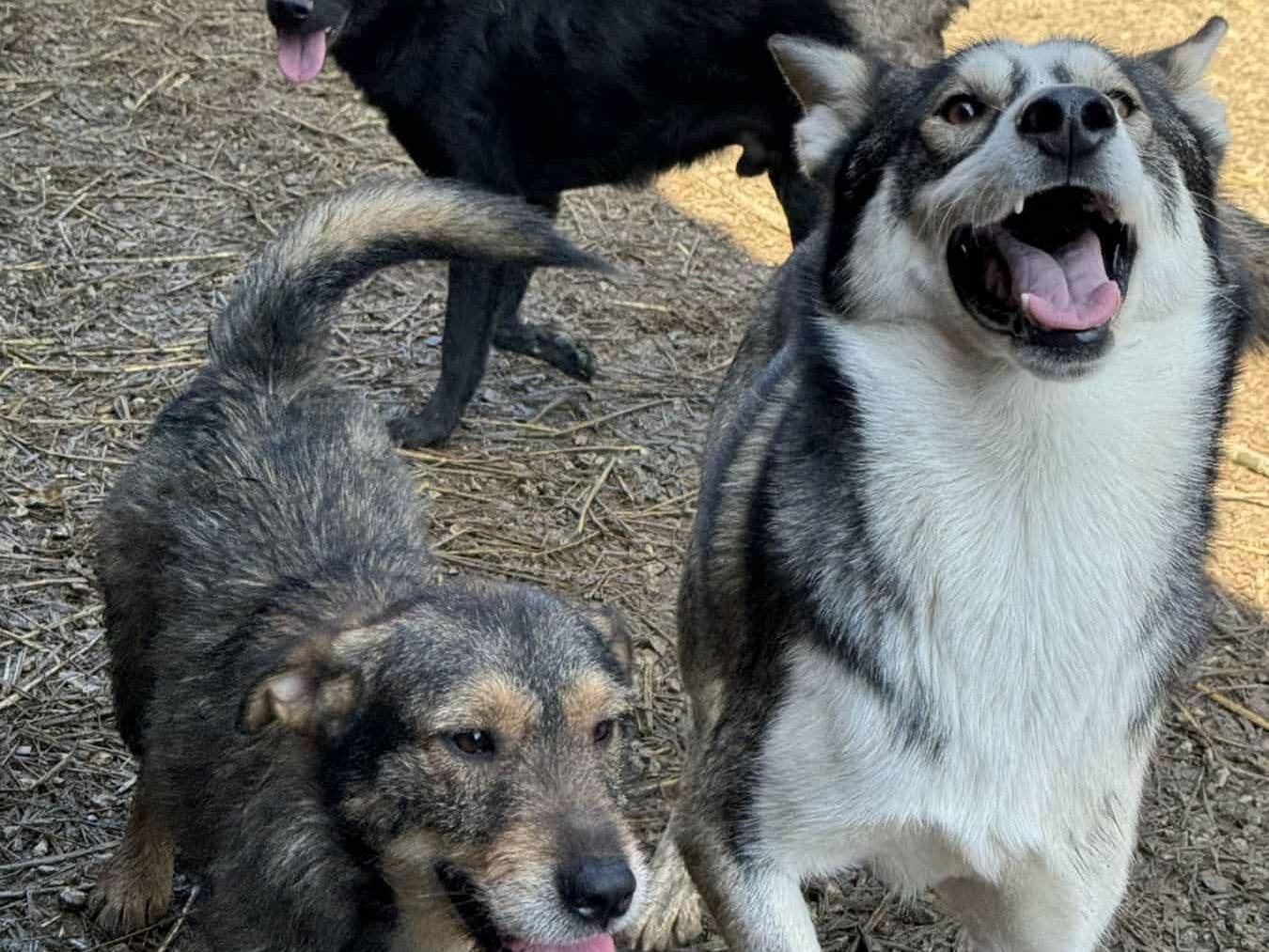 Adotta un cane, taglia grande, maschio, Firenze