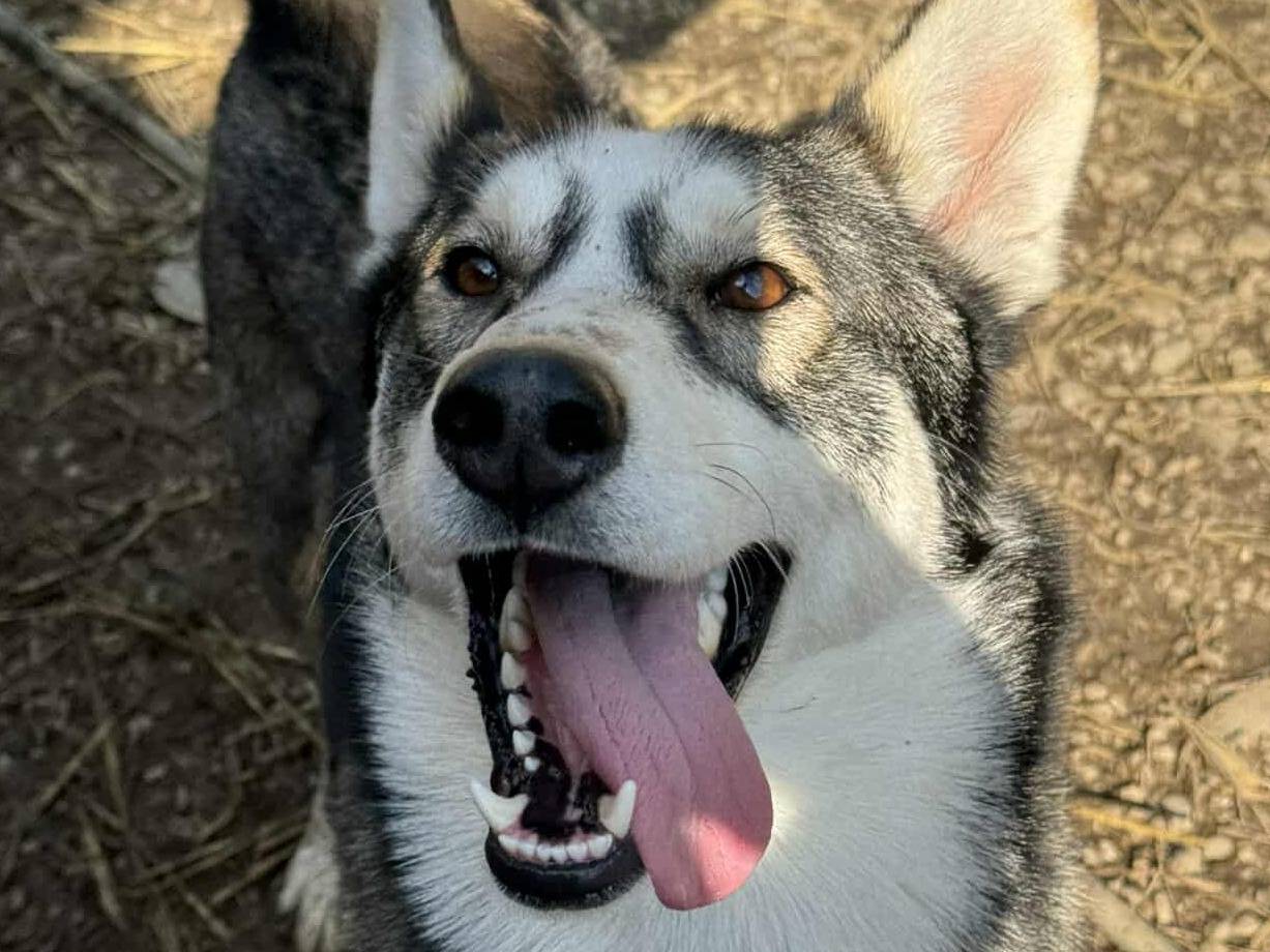 Vuoi adottare un cane a Firenze?