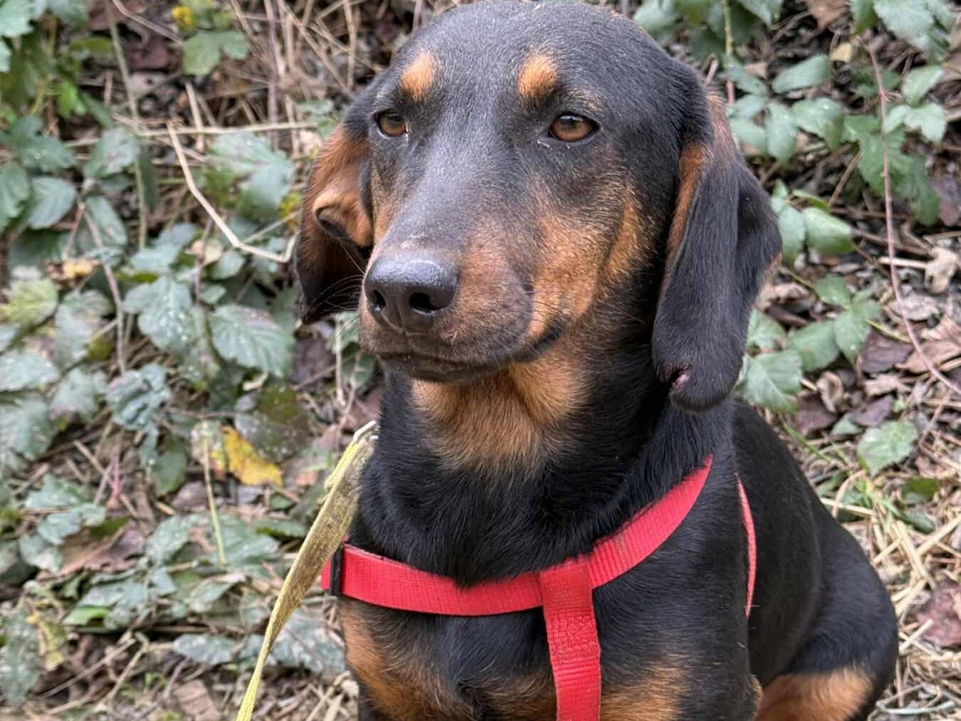 Adozione cane, femmina, Razza sconosciuta Razza sconosciuta, 1 anno e 4 mesi, taglia piccola, Firenze