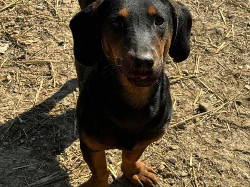 Adotta un cane, femmina, 1 anno e 4 mesi, Firenze