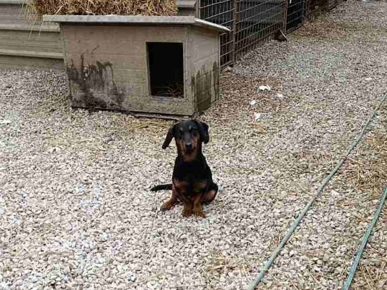 Adotta un cane, taglia piccola, femmina, Firenze