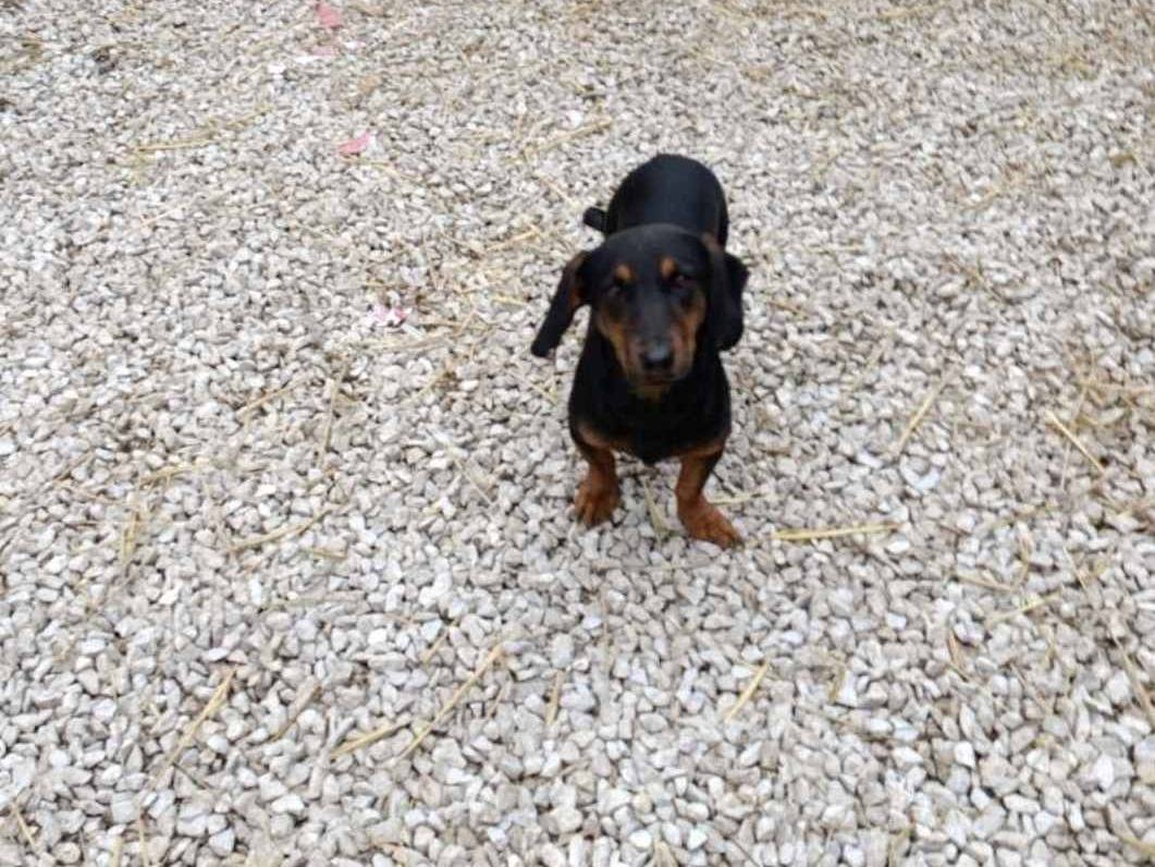 Vuoi adottare un cane a Firenze?