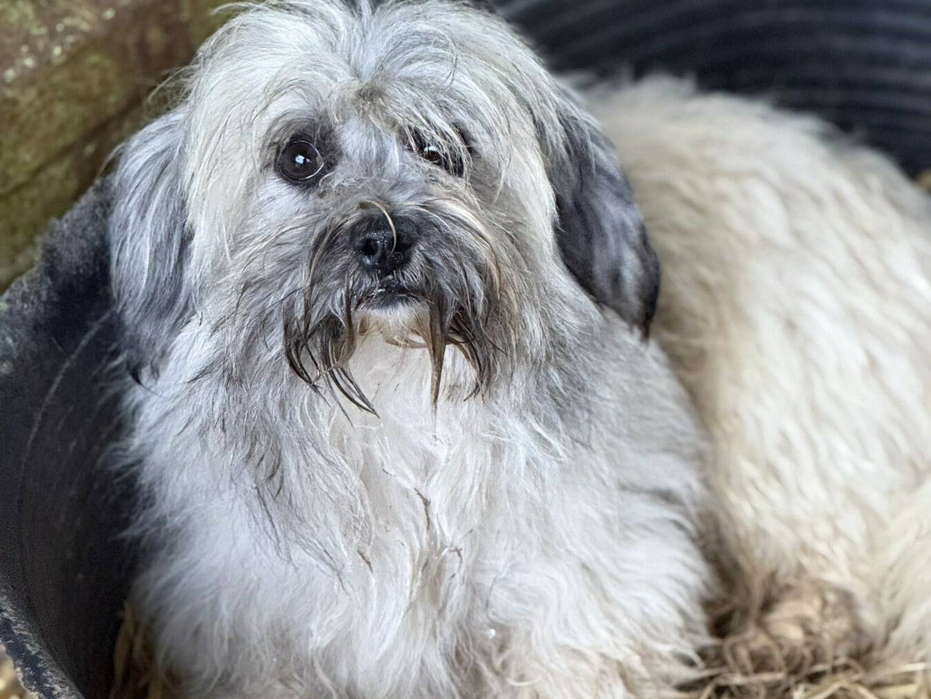 Adozione cane, maschio, Razza sconosciuta Razza sconosciuta, 2 anni e 10 mesi, taglia piccola, Firenze