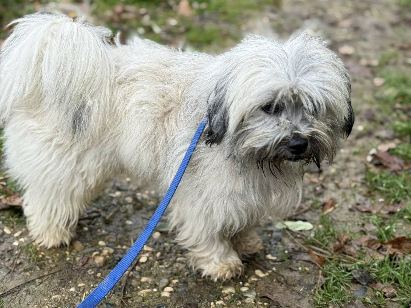 Adotta un cane, maschio, 2 anni e 10 mesi, Firenze