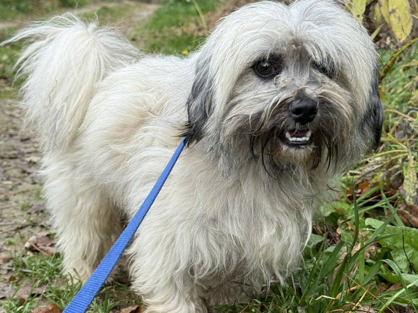 Adotta un cane, taglia piccola, maschio, Firenze