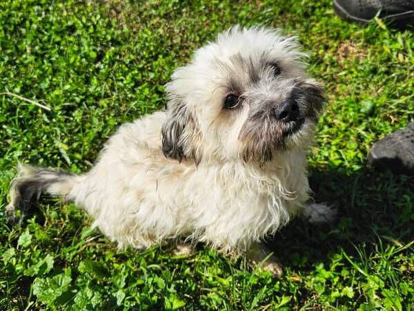 Vuoi adottare un cane a Firenze?