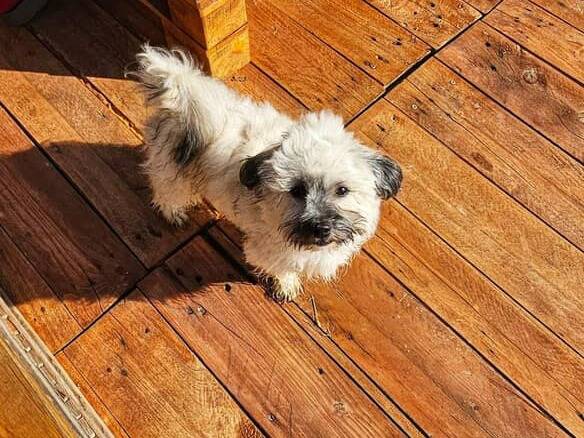 Adotta il cane BUNNY a Firenze