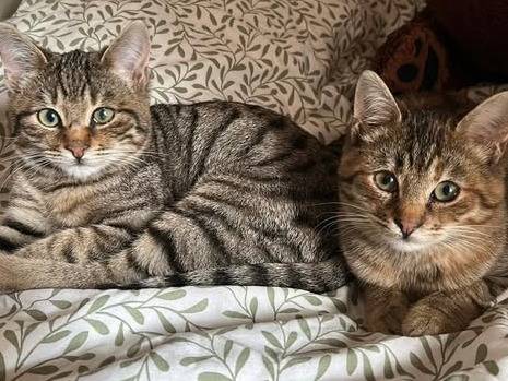Adozione gatto, maschio, Razza sconosciuta Razza sconosciuta, 3 mesi, taglia non valida, Torino