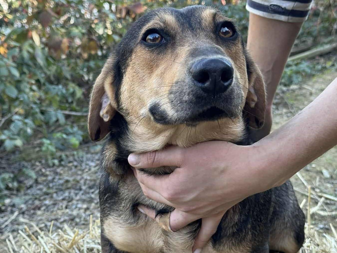 Vuoi adottare un cane a Firenze?