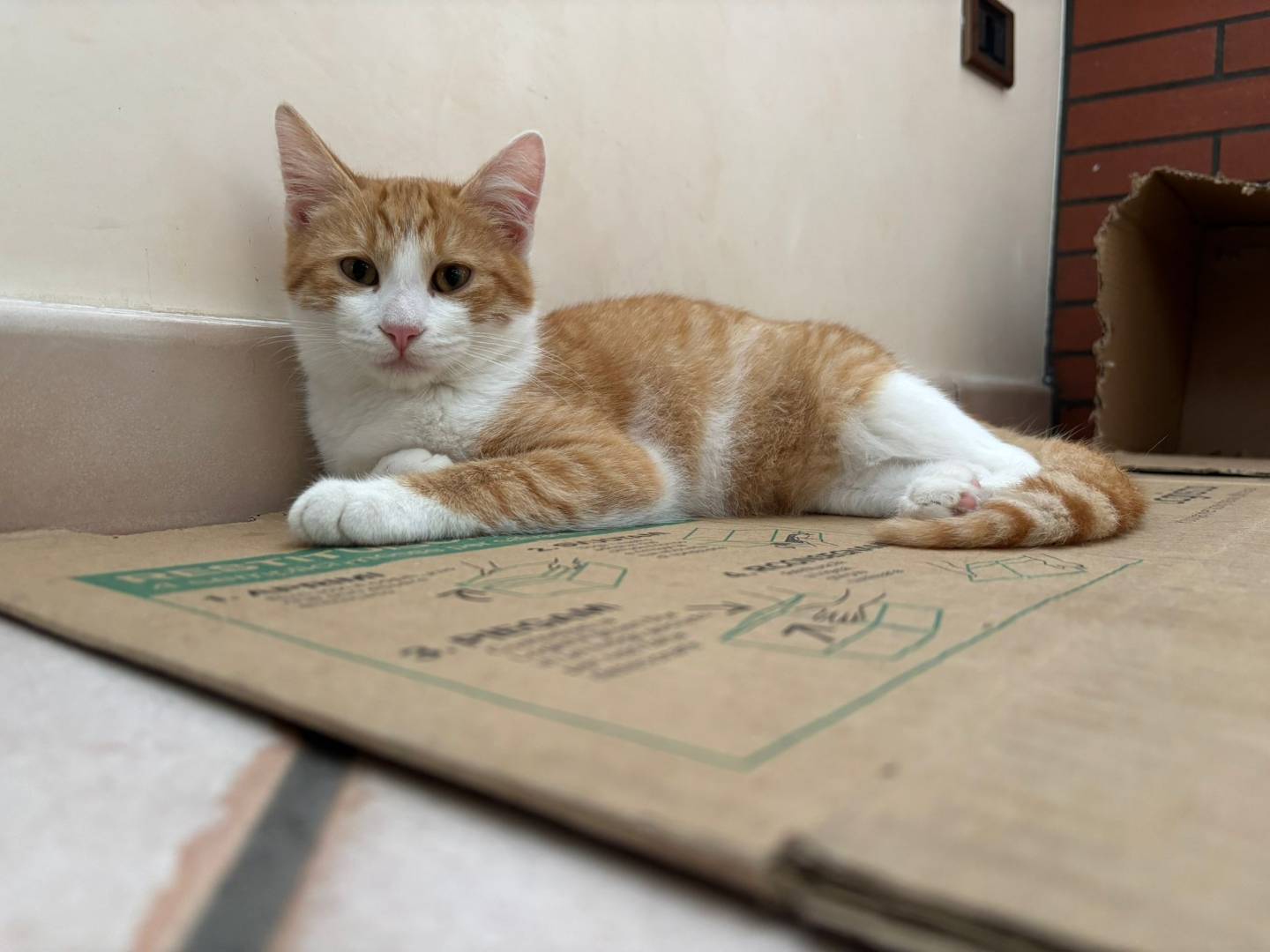 Adozione gatto, maschio, Razza sconosciuta Razza sconosciuta, 3 mesi, taglia non valida, Lecce