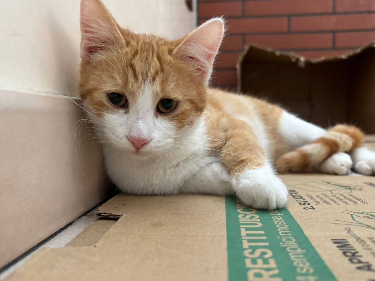 Adotta un gatto, maschio, 3 mesi, Lecce