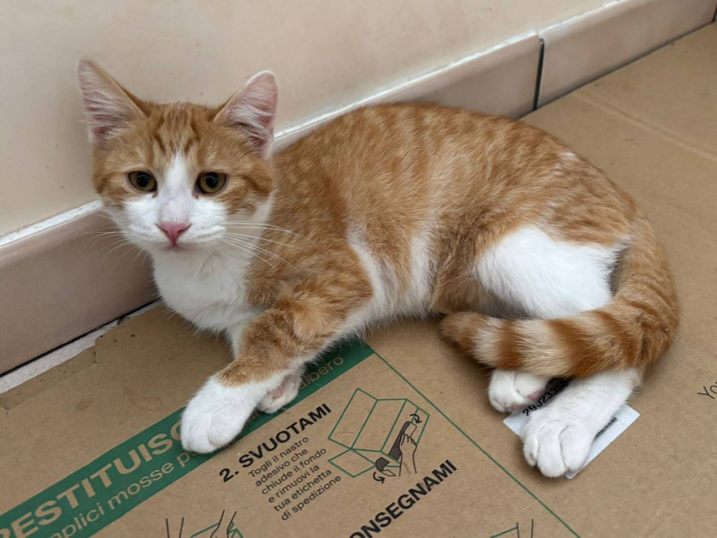 Adotta un gatto, taglia non valida, maschio, Lecce