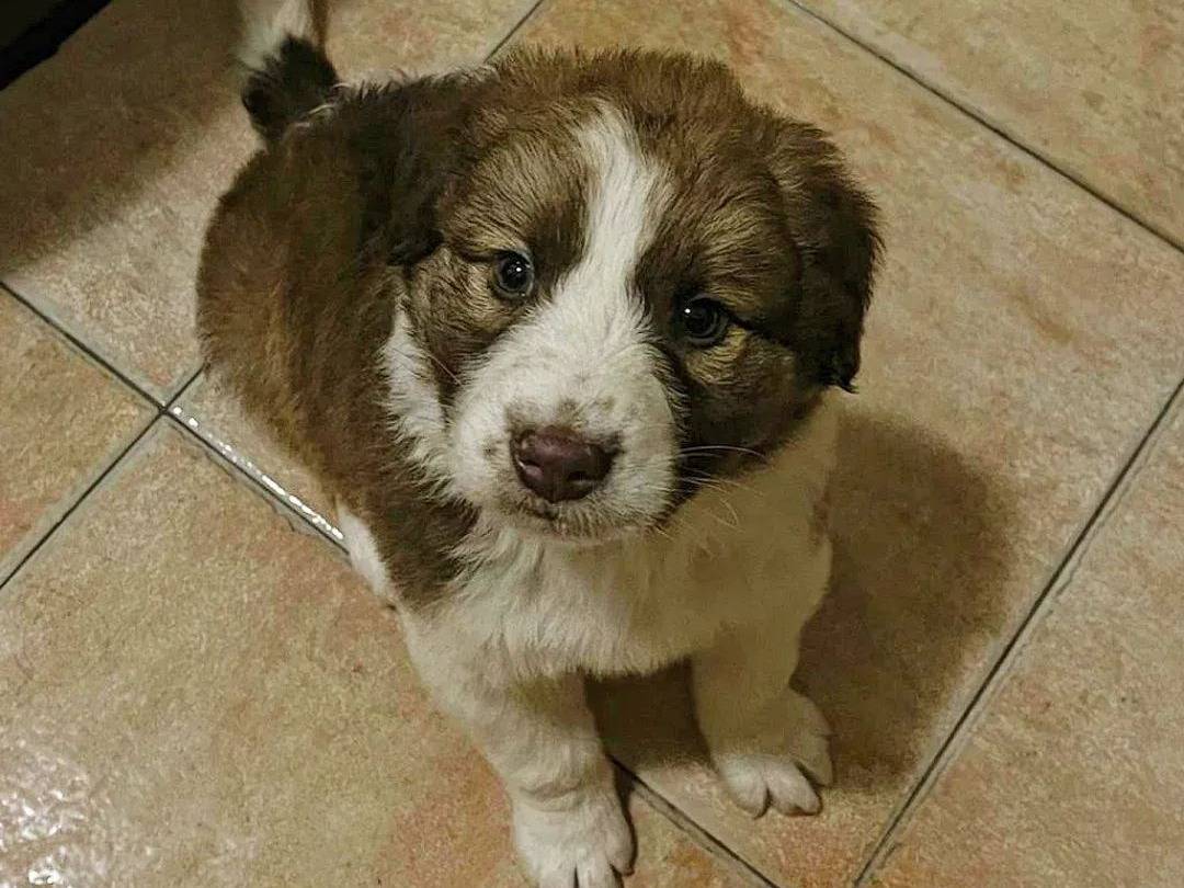 Adozione cane, maschio, Razza sconosciuta Razza sconosciuta, 2 mesi, taglia grande, Avellino