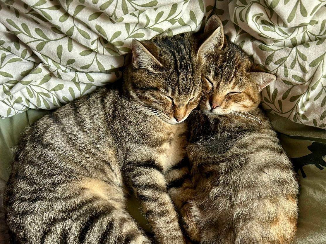 Adotta un gatto, maschio, 3 mesi, Torino