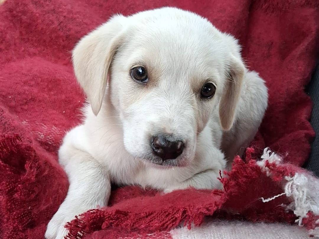 Adozione cane, femmina, Razza sconosciuta Razza sconosciuta, 2 mesi, taglia media, Bergamo