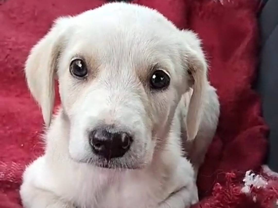 Adotta un cane, femmina, 2 mesi, Bergamo