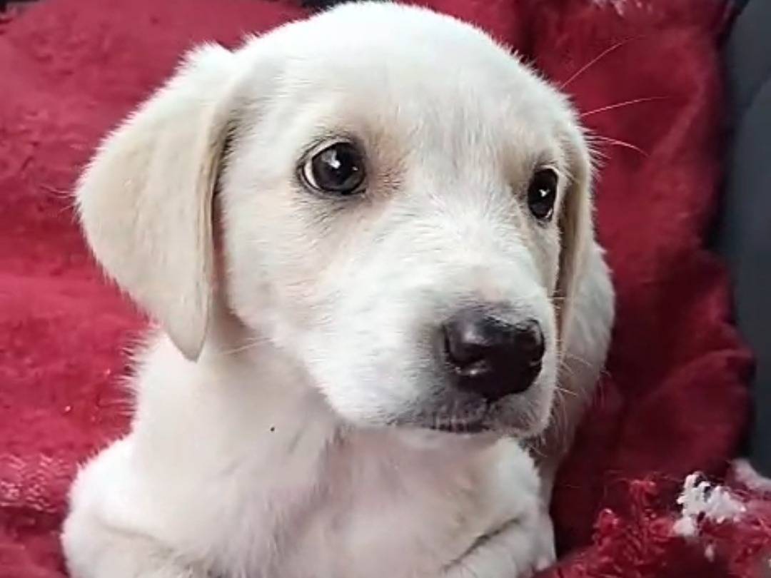 Adotta un cane, taglia media, femmina, Bergamo