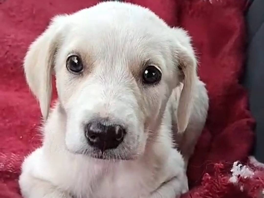 Vuoi adottare un cane a Bergamo?