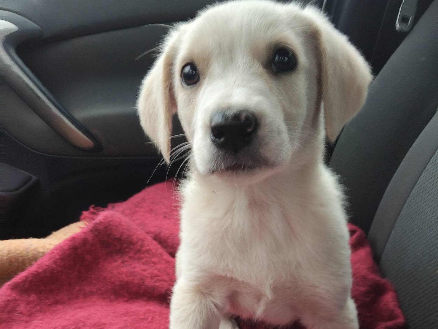 Adotta il cane DORA a Bergamo