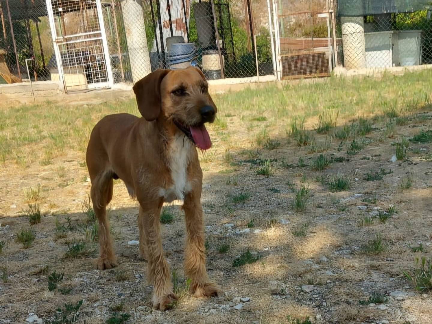 Vuoi adottare un cane a Terni?