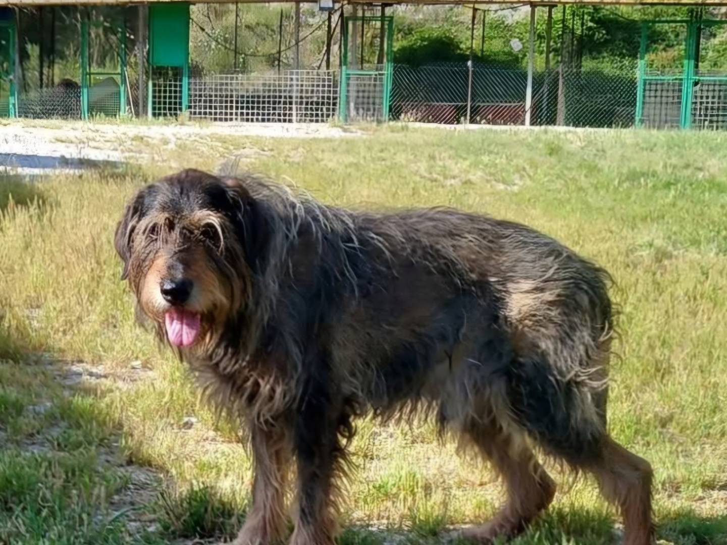 Adozione cane, maschio, Spinone Razza sconosciuta, 12 anni e 10 mesi, taglia media, Terni