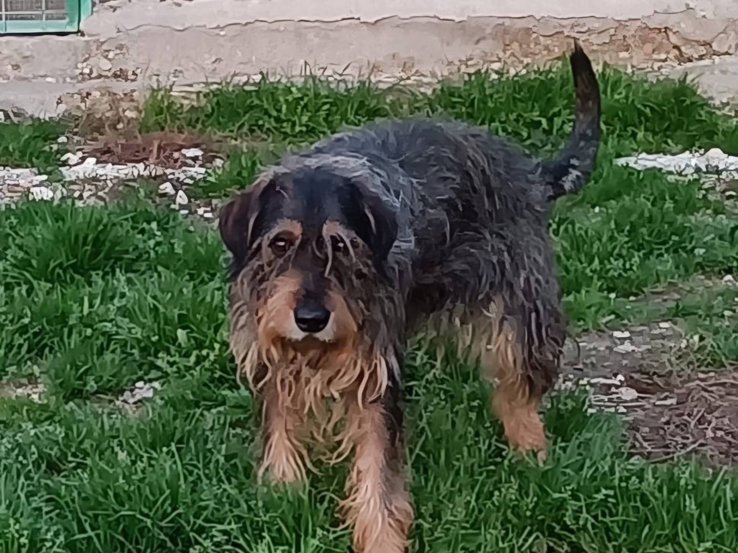 Adotta un cane, maschio, 12 anni e 10 mesi, Terni