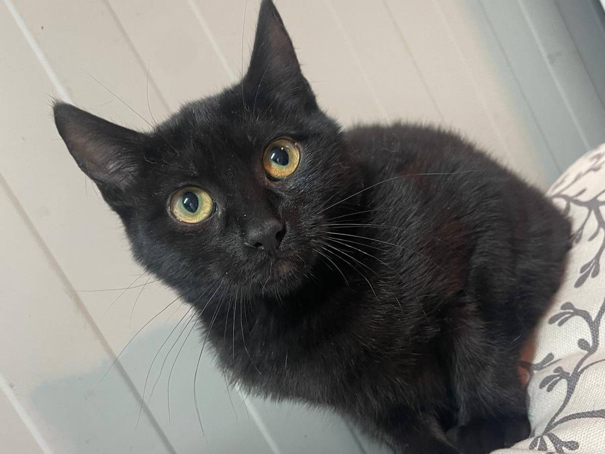 Adotta il gatto Cola a Terni