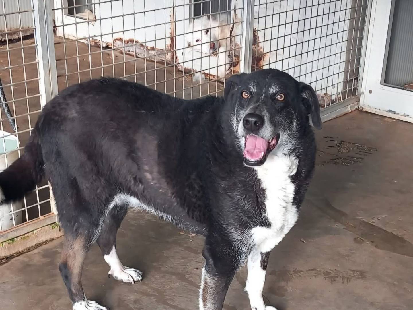 Adozione cane, femmina, Razza sconosciuta Razza sconosciuta, 12 anni e 8 mesi, taglia gigante, Terni