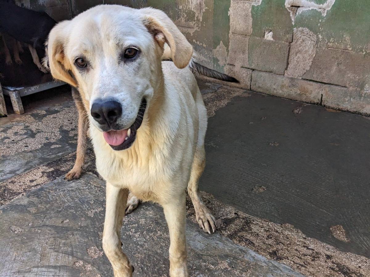 Adozione cane, maschio, Labrador Retriever Razza sconosciuta, 1 anno e 10 mesi, taglia media, Caserta