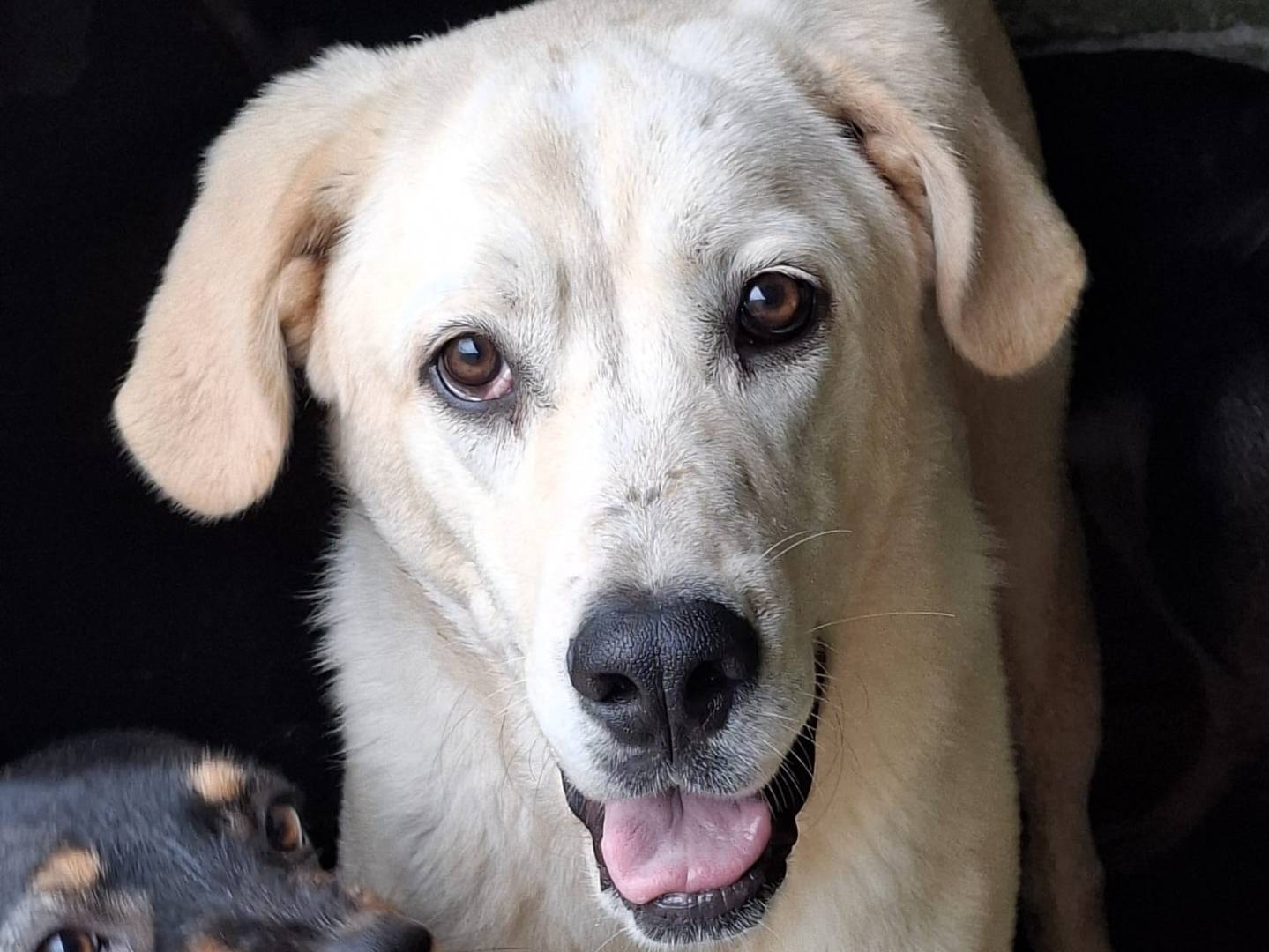 Adotta un cane, maschio, 1 anno e 10 mesi, Caserta