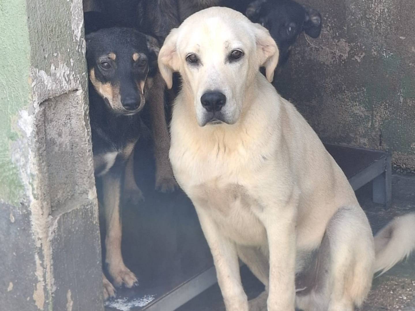 Adotta un cane, taglia media, maschio, Caserta