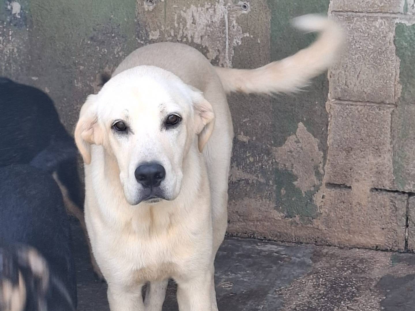 Vuoi adottare un cane a Caserta?