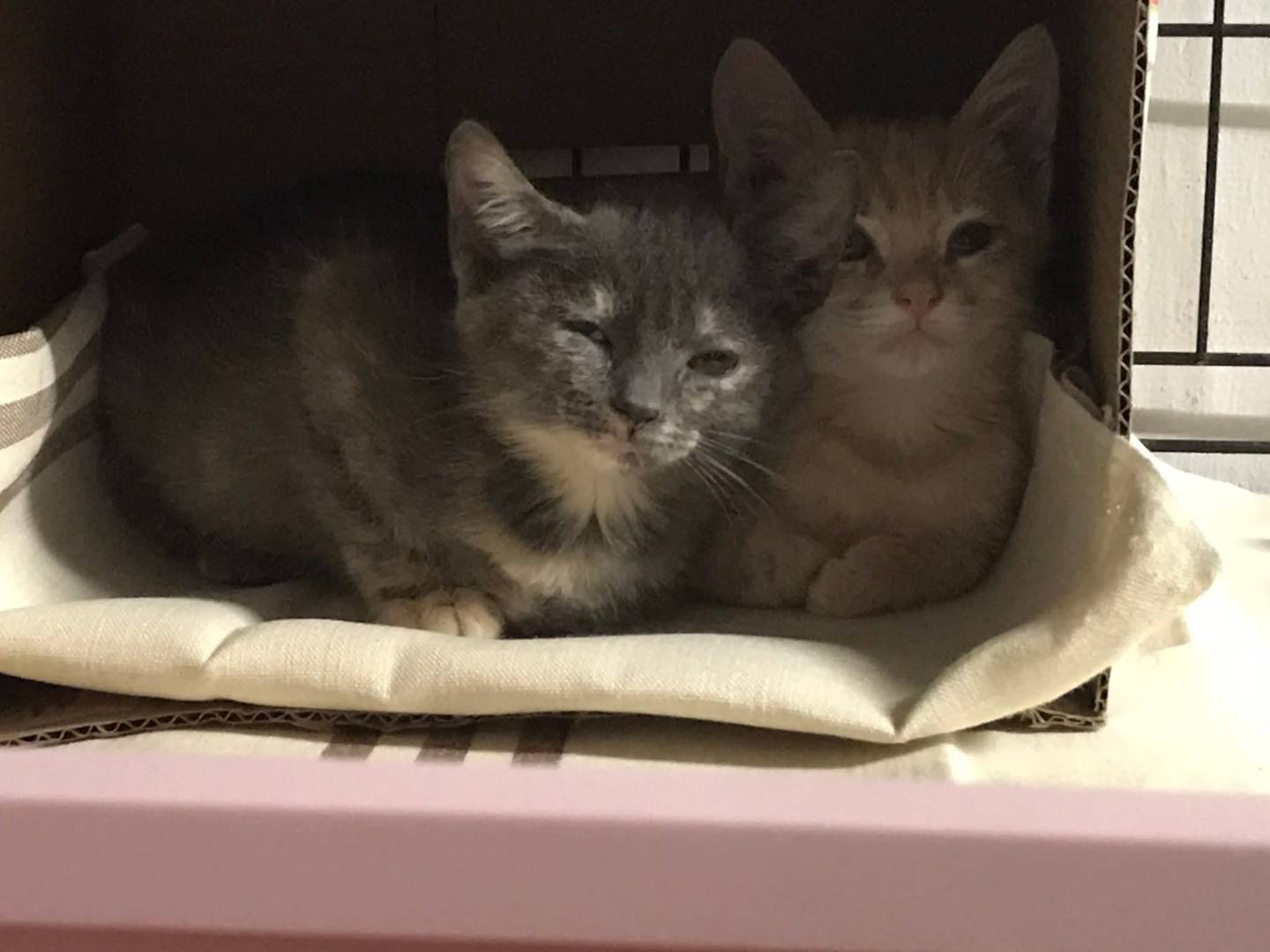 Adozione gatto, maschio, Razza sconosciuta Razza sconosciuta, 2 mesi, taglia non valida, Latina