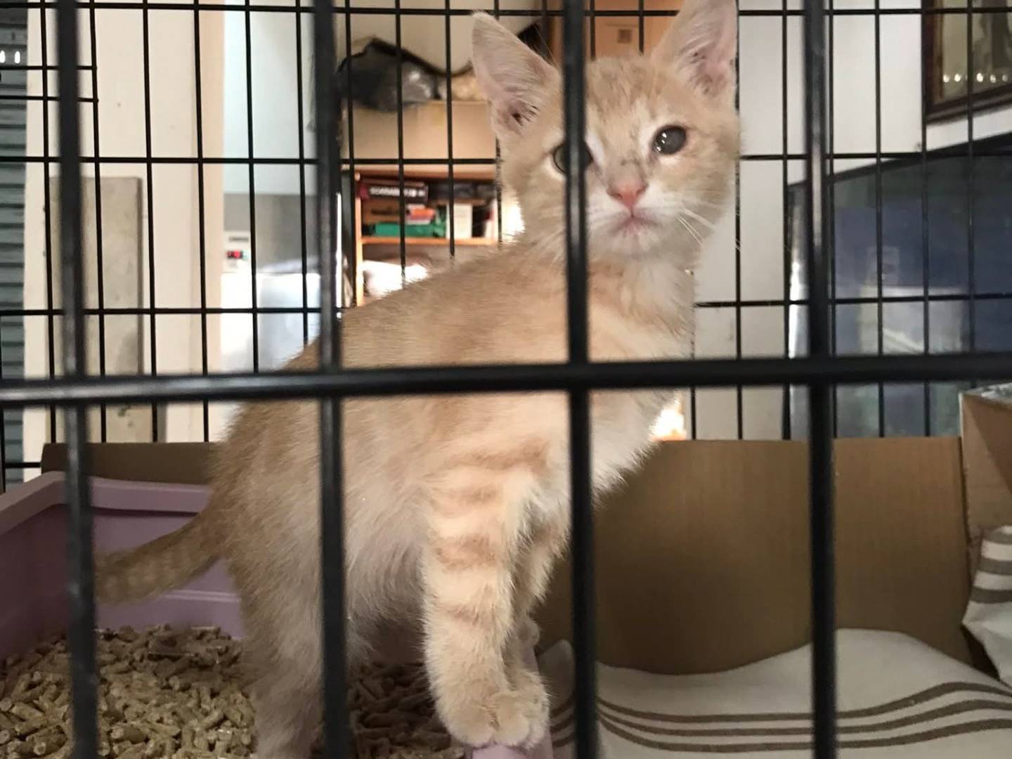 Adotta un gatto, maschio, 2 mesi, Latina