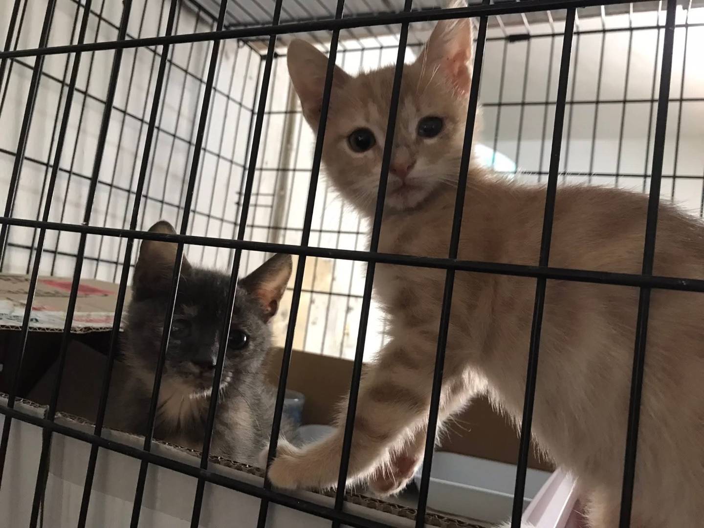 Vuoi adottare un gatto a Latina?