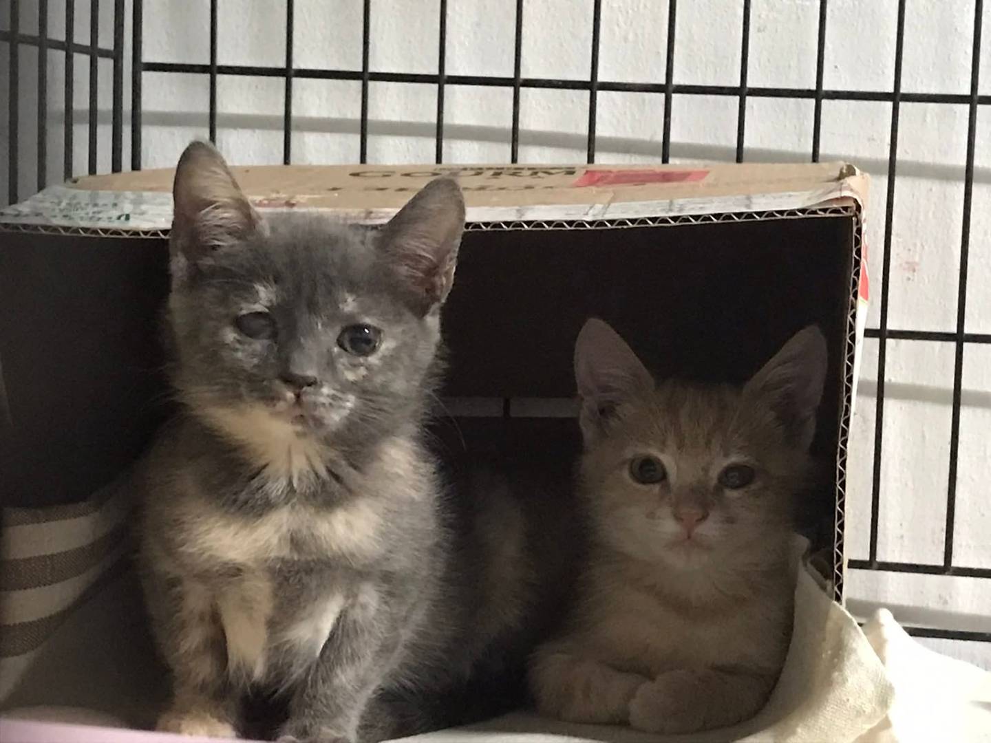 Adotta il gatto Bello e bella a Latina