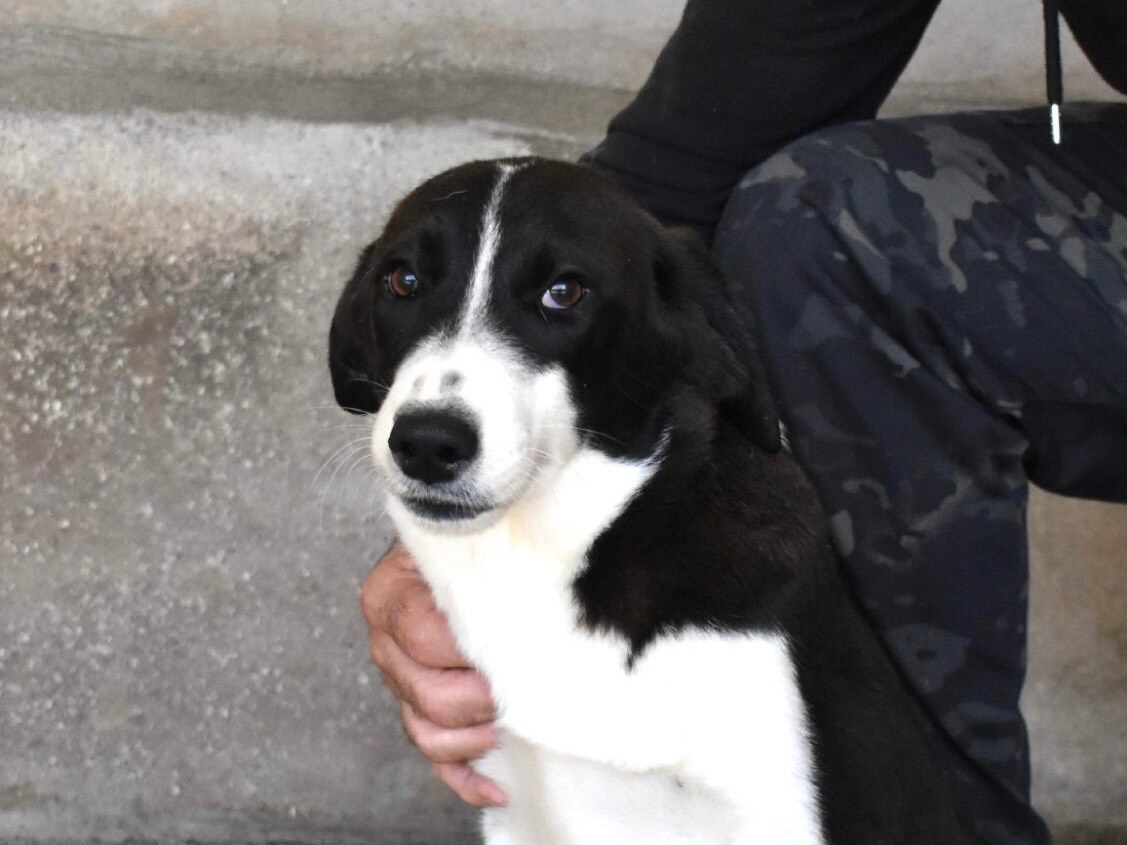 Adozione cane, femmina, Razza sconosciuta Razza sconosciuta, 6 mesi, taglia media contenuta, Roma