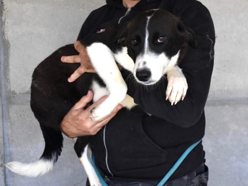 Adotta un cane, femmina, 6 mesi, Roma