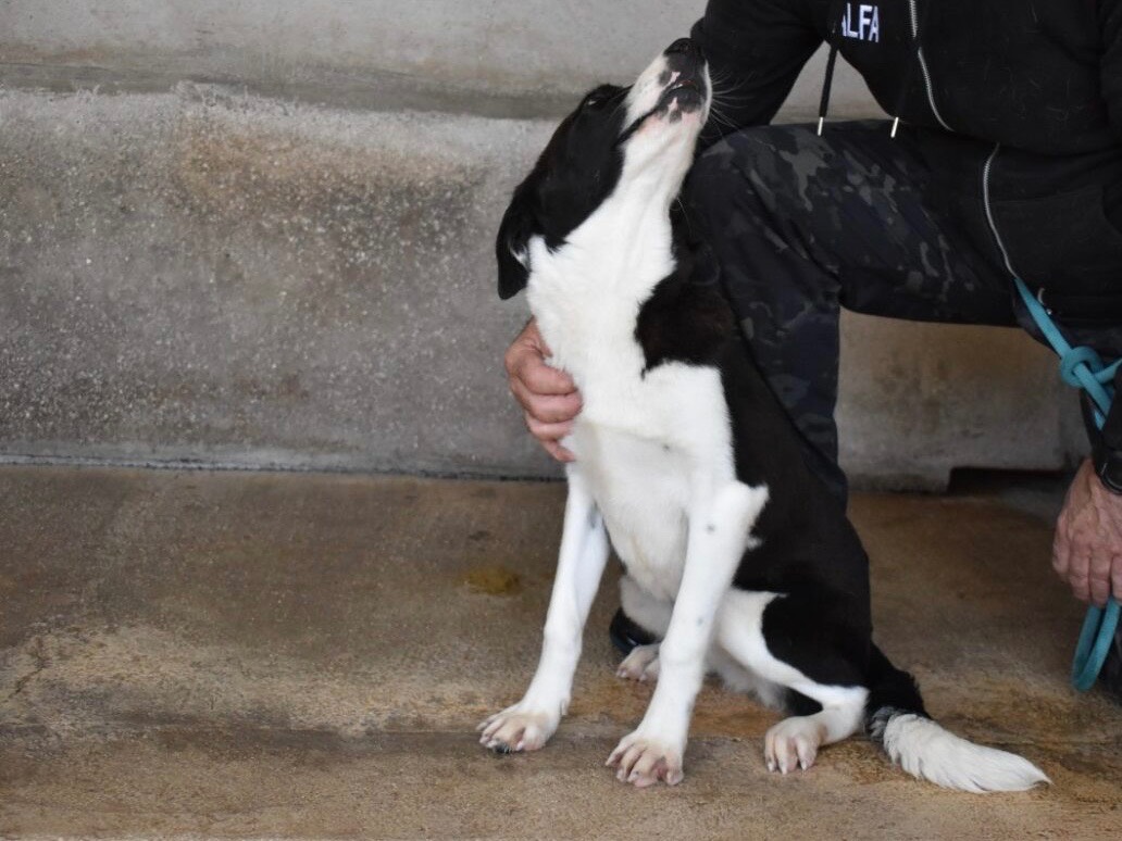 Adotta un cane, taglia media contenuta, femmina, Roma