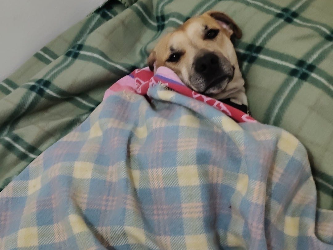 Adozione cane, maschio, Razza sconosciuta Razza sconosciuta, 1 anno e 11 mesi, taglia media, Crotone